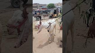 Korangi Bakra Mandi Lastest Rates Updated | Cow Mandi | Bakra Eid Season 2023 #youtubeshorts #shots