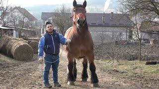 Caii lui Sile de la Iclod, Cluj - 2024 Nou!!!