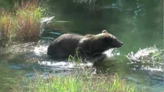 Brooks Camp in Katmai National Park Alaska Overview and Brown Bears