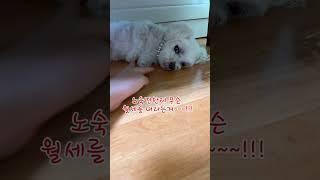 방구석도 502호라고 하네 #인삼먹는달콩이 #강아지 #cutedog #shorts