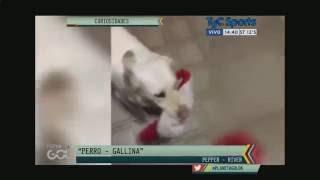 Planeta Gol ----- Pepper, el perro hincha de River-----