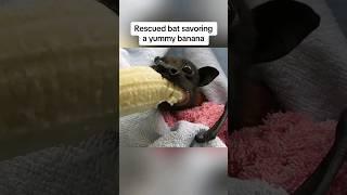 Rescued Bat Delights in Banana Snack :v Rescued Bat Eating A Banana :v [Video By: @animalvibes365]:v