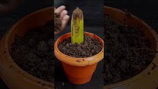 How to grow banana tree from banana fruit for beginners#Shorts