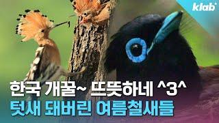 지구온난화 근황: 열대지방 새들 우리나라로 이사 오는 중｜크랩