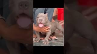 American bully   American Pitbull hunting dog breeds ‍‍‍family dogs @Americanbully@ ‍️