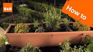 How to grow herbs