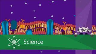 The Cell Membrane