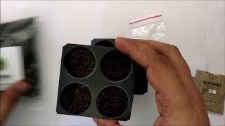 How to Prepare Seeds for Germination