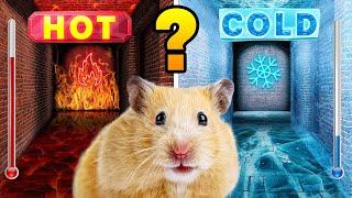 Hot vs Cold Maze For Hamster ️ DIY Maze Challenge