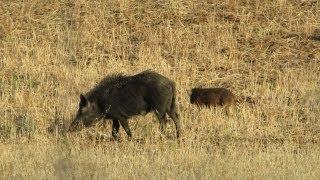 Driving The Ranch, Blasting Metallica, Looking At Pigs