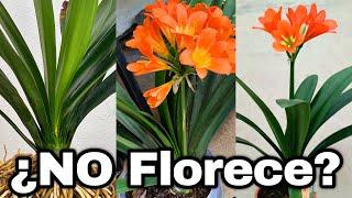 PORQUE MI Clivia NO FLORECE Solo Saca HOJAS ( CLIVIA MINIATA )