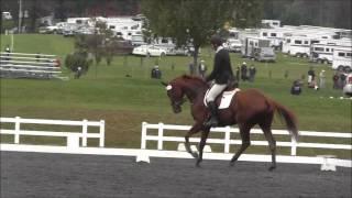 He's My Rock ("Rocky") dressage at MDHT