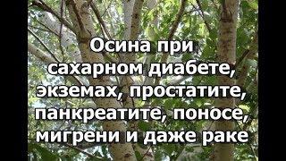 Осина - при сахарном диабете, экземах, простатите, панкреатите, поносе, мигрени и даже раке