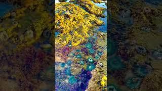 Beautiful Tide Pool Creatures in California Beach