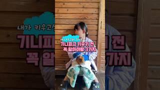 기니피그 왜 키우는거야?
