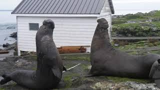 Elephant Seal Battle for the right to mate