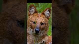 sathyamangalam tiger reserve _ Western Ghats