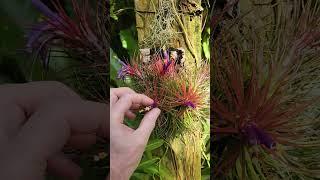 Tillandsia ionantha in bloom.