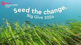 Seed the Change | Big Give 2024 | Ocean Conservation Trust