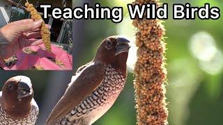 Feeding Wildlife & Creating￼ a Bird Sanctuary Garden for Hummingbirds & Wild Birds w/ Plants & Seeds