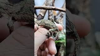 uroplatus sikorea C.B.