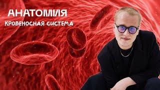 Биология ЦТ | Сердечно-сосудистая система. Круги кровообращения | Ян Менделеев