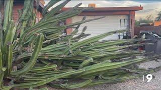 Woman gives away 100 clippings of cactus damaged in microburst