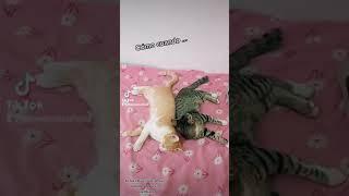 Tiktok loco de dos gatos hermanitos molestándose! | DiverTiktok de #diverticats