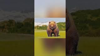 Top 12 biggest animals in the world #sriram
