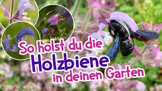 So lockst du die größte Wildbiene Europas in deinen Garten  Holzbiene #garten #wildkräuter