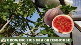 Why Fig Trees are Perfect For Your Greenhouse: Planting, Care, and Harvesting Tips and Tricks