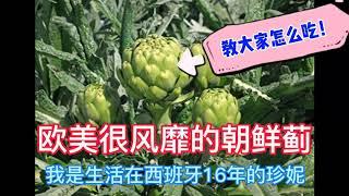 Alcachofa 欧美风靡的蔬菜，朝鲜蓟，教你怎么吃？