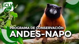 Ecuaterra| Proyecto de conservación Andes-Napo de la fundación Jocotoco busca preservar especies