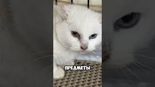 Айдан️ Кошка в Москве  По вопросам укотовления переходите по ссылке в шапке профиля 