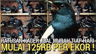 UPDATE HARGA ! KACER MURAH MULAI 125RB BEBAS PILIH DI PASAR BURUNG PRAMUKA KIOS ARIS