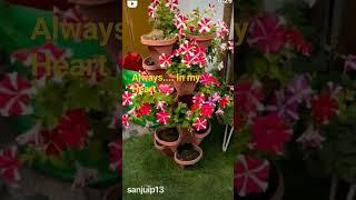 petunia|petunia flowers