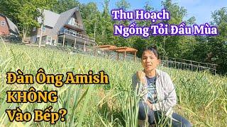 Cuộc Sống Mỹ - Sự Thật Về Văn hóa người Amish: Đàn Ông Không Vào Bếp | Ngồng Tỏi Thu Hoạch Đầu Mùa