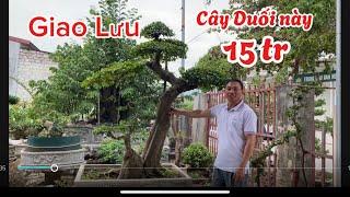 VD575 Giao Lưu cây duối 15 củ và báo giá cây duối nhè đá hàng VIP tại nhà vườn