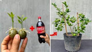 Create new lemon propagation technique, use this tips to stimulate lemon fruit to germinate and root