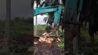 The excavator master used his superb excavation skills to cut the tree into thin slices