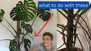 Monstera Roots - 4 Things to do with Aerial Roots - Monstera deliciosa (2023)