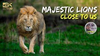 Story of King Lions in Africa | Experience of Masai Mara Safari | Kenya Wildlife