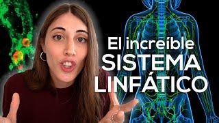 El increíble (y olvidado) SISTEMA LINFÁTICO