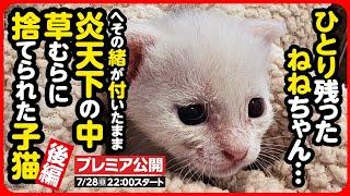 【子猫 保護】炎天下に捨てられた乳飲み子たち...ひとりになった「ねねちゃん」【後編】