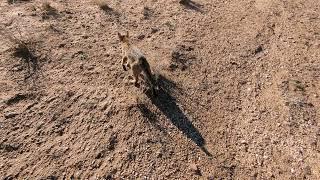 A Little Cat Walk in the Desert ️