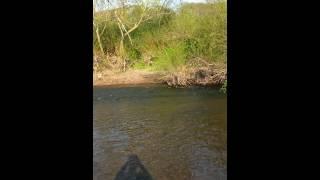 Sly little kayak trap on the wye