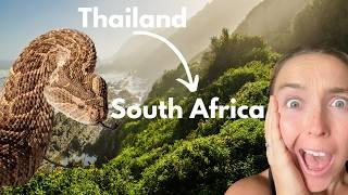 We moved from Asia to Africa + Dangerous Puff Adder Bite