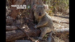 Australia 2018: Magnetic Island.