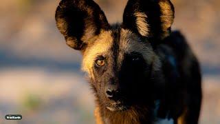 Wild Dogs in the golden light - SafariLIVE Sunset - 27 November 2024