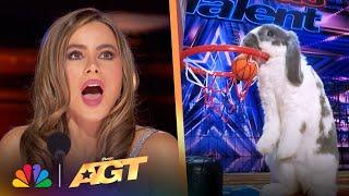 When Animals STEAL The Show! | America's Got Talent